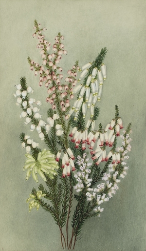 Group of Erica