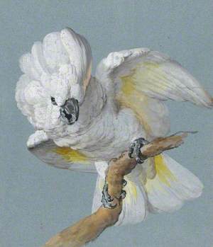A Great White-Crested Cockatoo