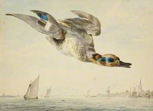 A Teal Flying over an Estuary with Shipping