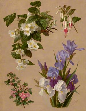 Iris, Fuchsia and Other Flowering Plants