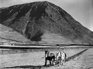 Horse Ploughing at Loweswater