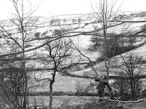 Winter Hedging in Longsleddale