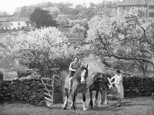 Working Horses in the Lyth Valley