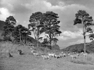 Herdwicks at Thirlmere