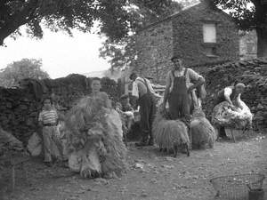 Shearing at Bridgestone