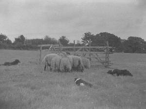 Sheep Dog Trials