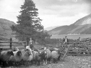 Shepherds and Sheep at Thirlmere