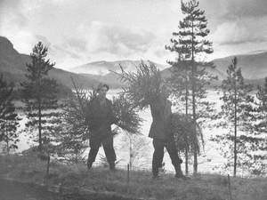 Carrying Christmas Trees at Thirlmere