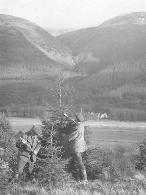 Felling a Christmas Tree at Thirlmere