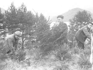 Christmas Trees at Thirlmere