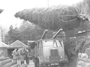 Loading a Large Christmas Tree at Thirlmere