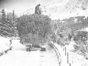 Lorry Loaded with Trees in Snow