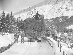 Lorry Loaded with Trees in Snow