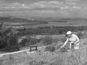 Picking Blackberries at Arnside Knott