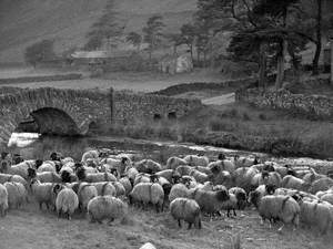 Sheep at Ullswater