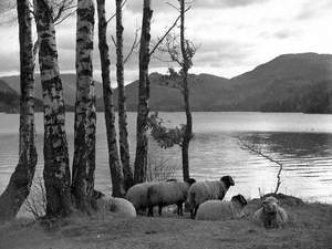 Sheep at Ullswater