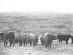Cattle at Shap Abbey