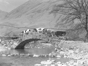 Cattle Crossing Stream at Wastwater