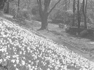 Daffodils on a Hillside
