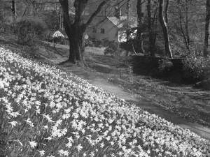 Daffodils at Rydal