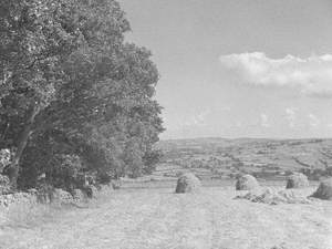 Hay Farming at Broomrigg, Caldbeck