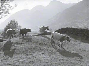 Cattle in Front of Fells