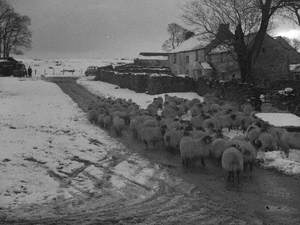 Sheep in Winter at Little Asby