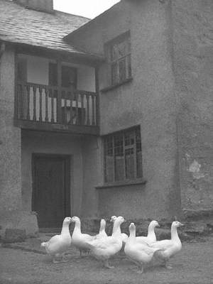 Geese at Hodge Hill Hall