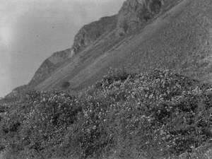 Shrubbery on Hillside