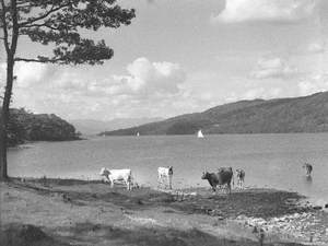 Cows by Windermere