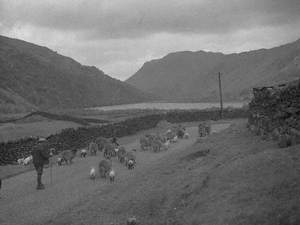 Sheep Herding, Kirkstone