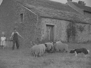 Shepherd and Sheepdog