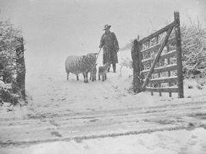 Sheep and Lambs in Snow