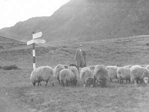 Farmer and Sheep at Roadsign