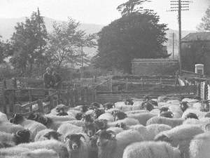 Sheep in Pens