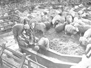 Sheep Bathing