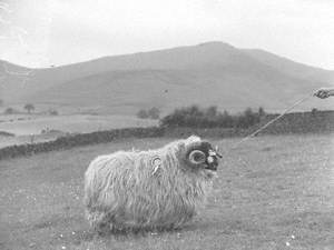 Royal Champion Sheep, 1955