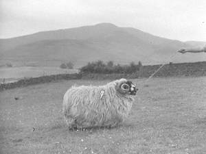 Royal Champion Sheep, 1955