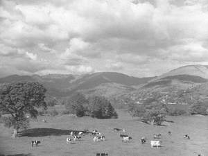 Cattle Grazing by Lake