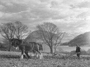 Ploughing and Harrowing Horses