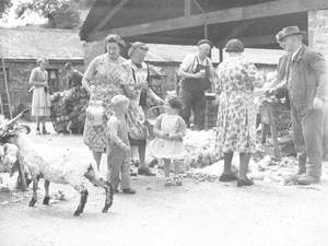 Sheep Shearing at Smardale Hall