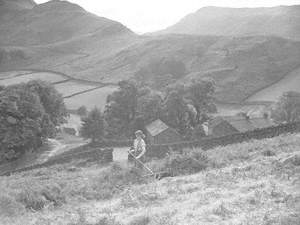 Collecting Bracken