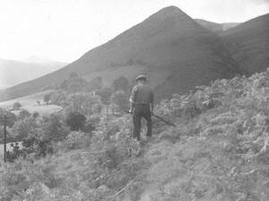 Cutting Bracken