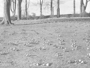 A Field of Crocuses