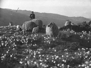 Sheep and Daffodils