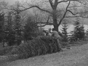 Felling Trees at Thirlmere