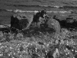 Daffodils at Water's Edge