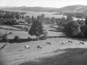 Cattle Grazing near to Lake