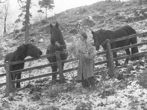 Feeding Ponies