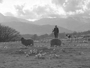 Spring on the Fells, Troutbeck